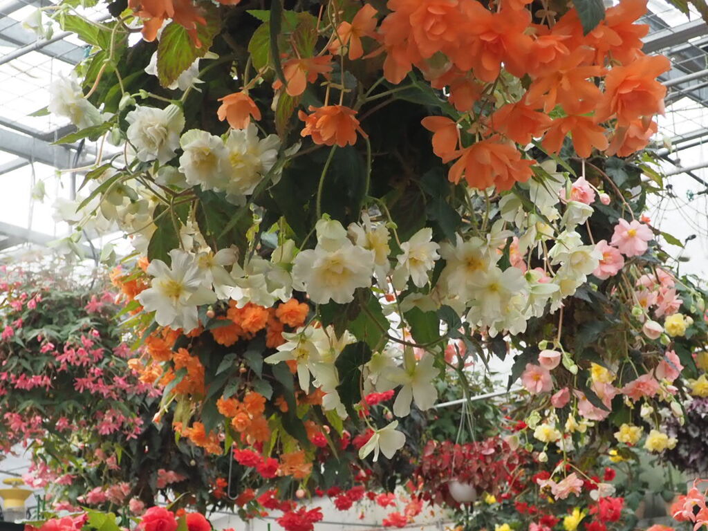 『ペゴニアの森』