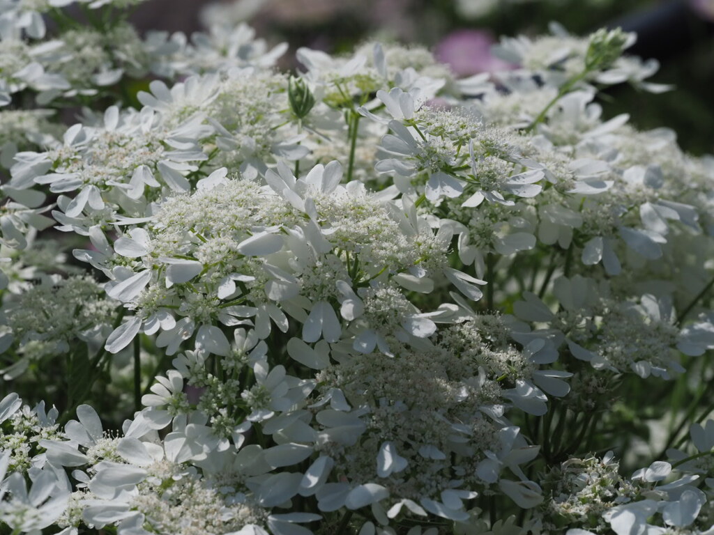 『ゆたかなるシロ―レースフラワー』