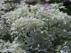 『ゆたかなるシロ―レースフラワー』