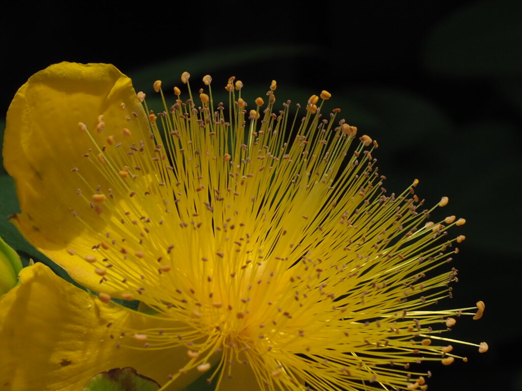 『花芯　ビヨウヤナギ』