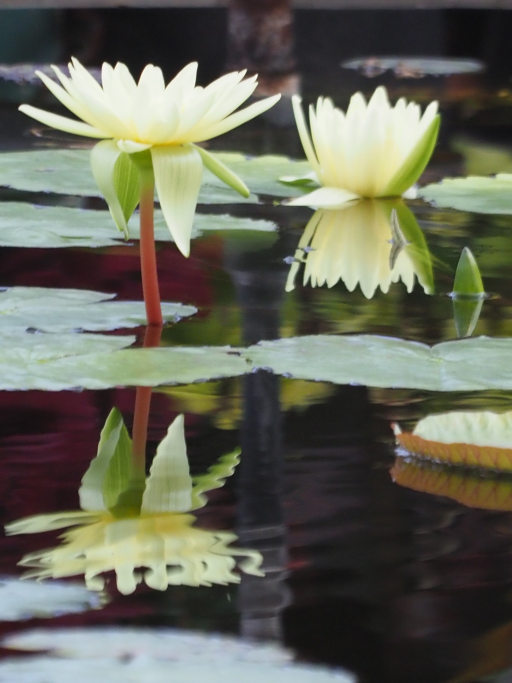 『熱帯スイレン』