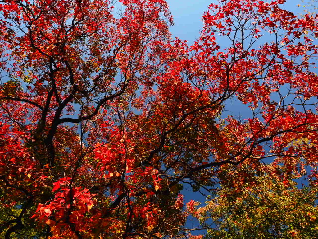 『ナンキンハゼの紅葉』