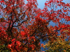 『ナンキンハゼの紅葉』