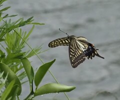 『アゲハ、飛ぶ』