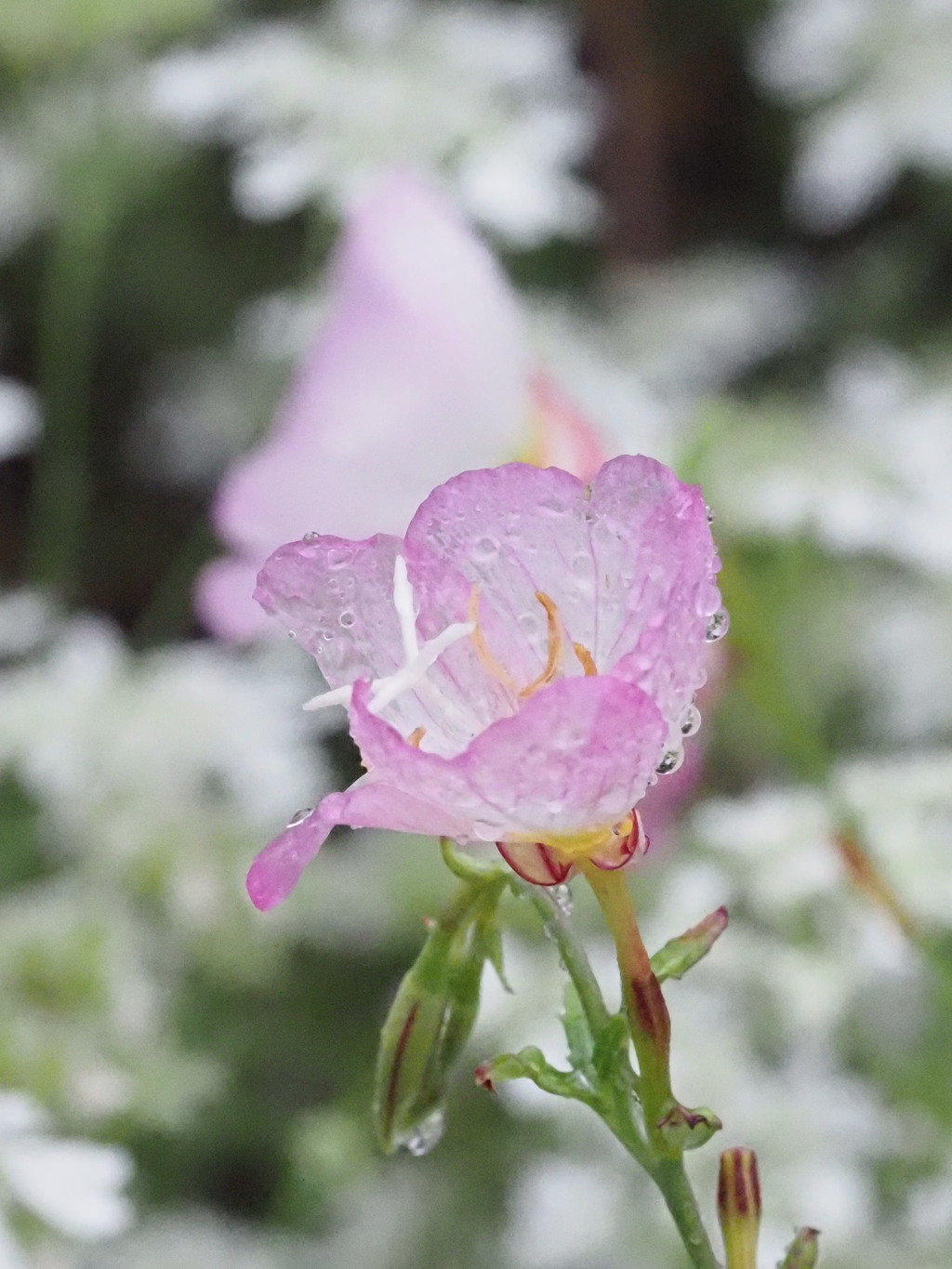 『ツユ―ツキミソウ』