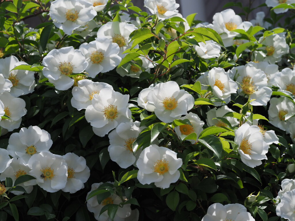 『なにわいばら、咲く』