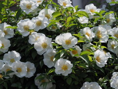 『なにわいばら、咲く』