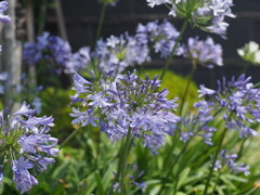 『アガパンサスの森』