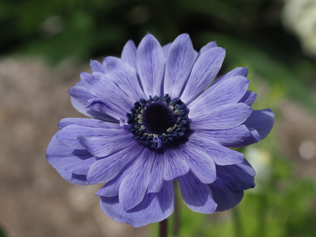 『アネモネ咲く』