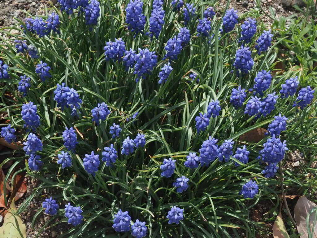 『ムスカリ群生』