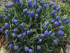 『ムスカリ群生』