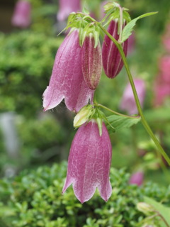 『かわいさいっぱい―ホタルブクロ』