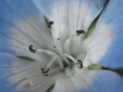 『ネモフィラ―シベ』