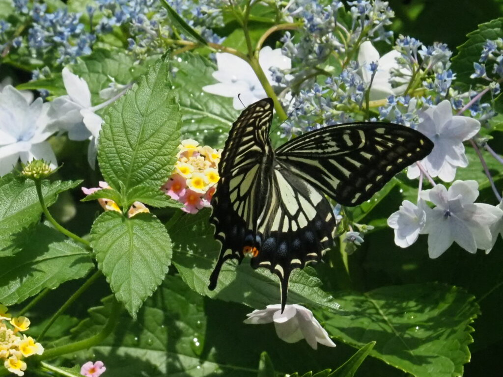 『ランタナにアゲハ』
