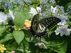 『ランタナにアゲハ』