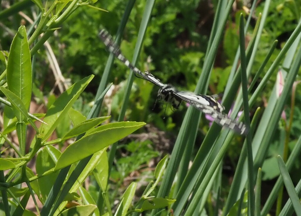 『アゲハ飛ぶ』