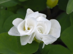 『冬咲き、白いオキザリス』