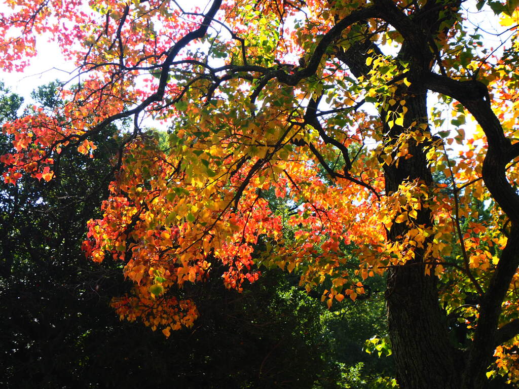 『ナンキンハゼ』