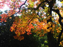 『ナンキンハゼ』