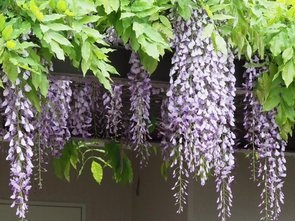 『うつくしきフジ棚』