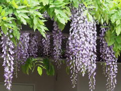 『うつくしきフジ棚』