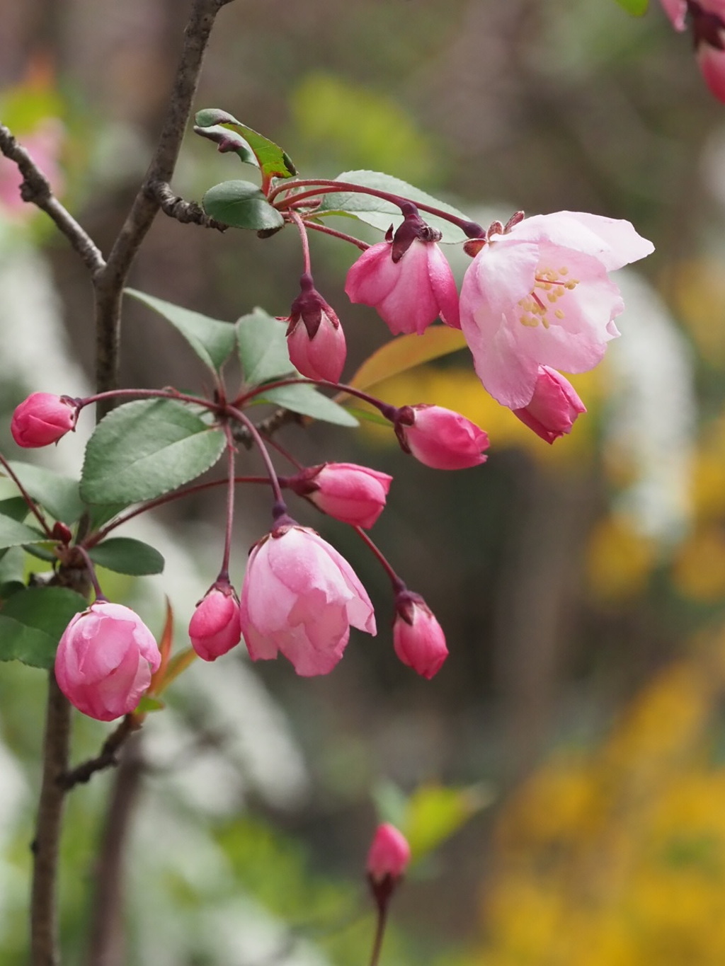 『楚々として―ハナカイドウ』