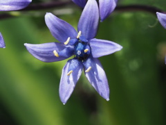 『シラーの花弁』
