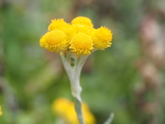 『ハハコグサの輝き』