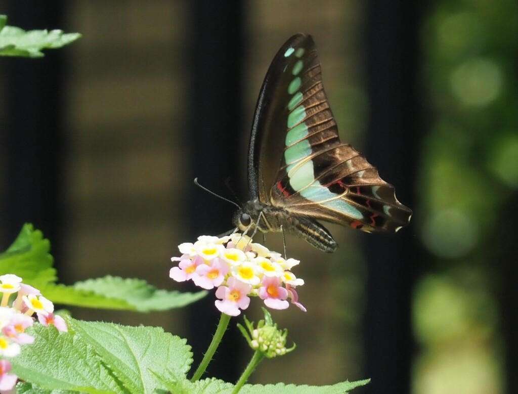 『美しきアオスジアゲハ』