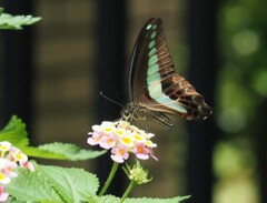 『美しきアオスジアゲハ』