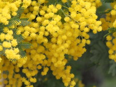 『きいろがいっぱい』