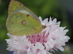 『キンキチョウ』