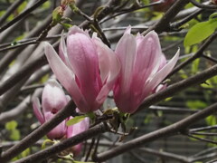 『紫モクレン』