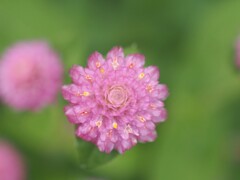『宝石箱―センニチコウ』