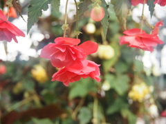 『美しき朱色－ベゴニア』