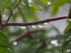 『つゆの雨』