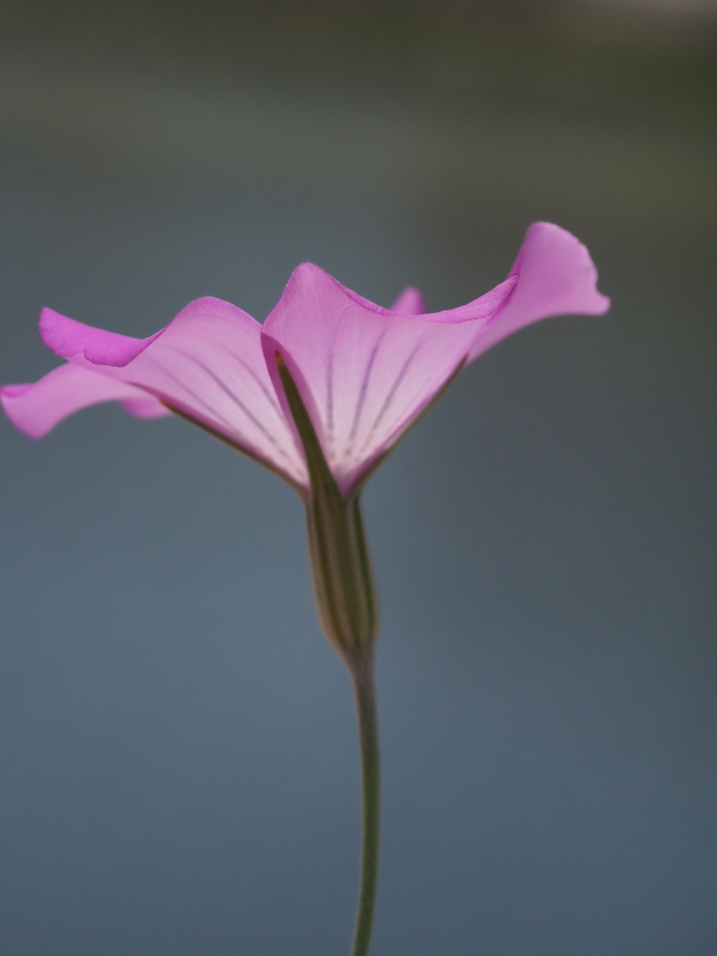 『一輪―ムギセンノウ』