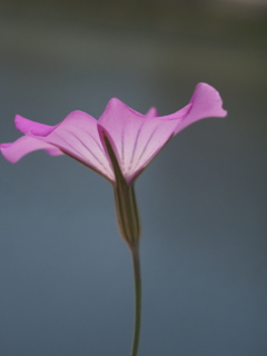 『一輪―ムギセンノウ』