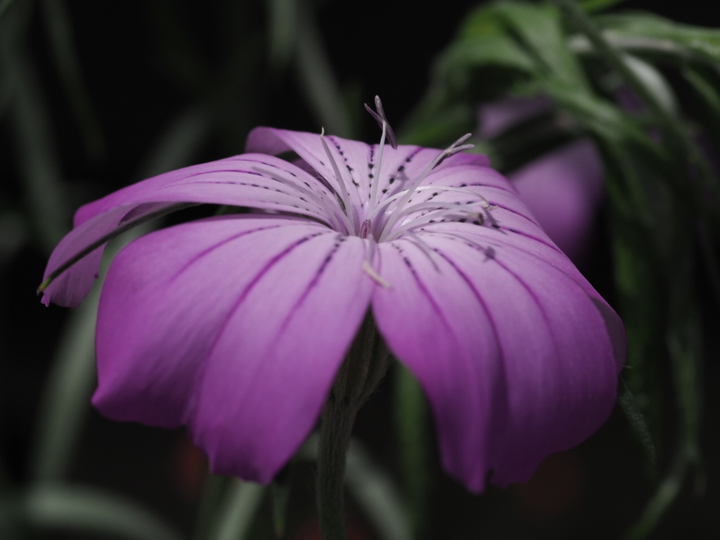 『秀麗　ムギセンノウ』