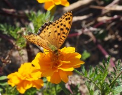 『マリーゴールドにキタテハ』