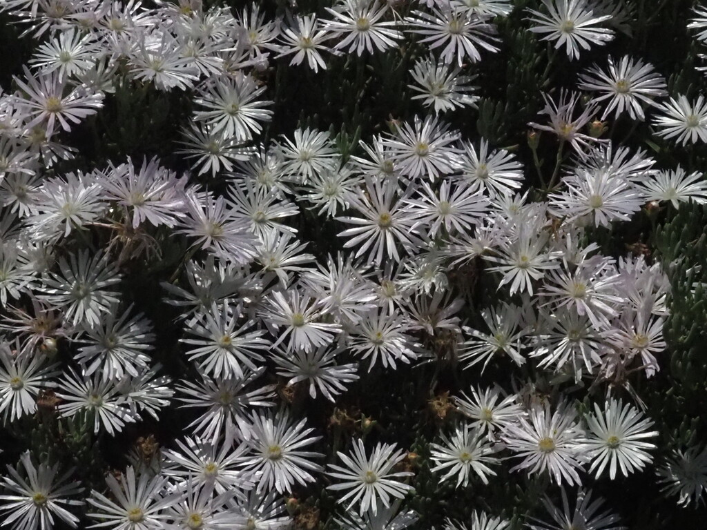 『群生　白いマツバギク』