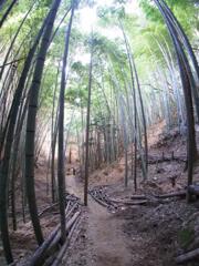 『竹林』