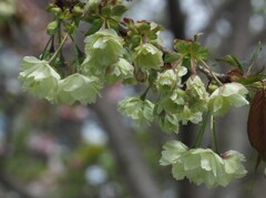 『緑の八重桜―鬱金』
