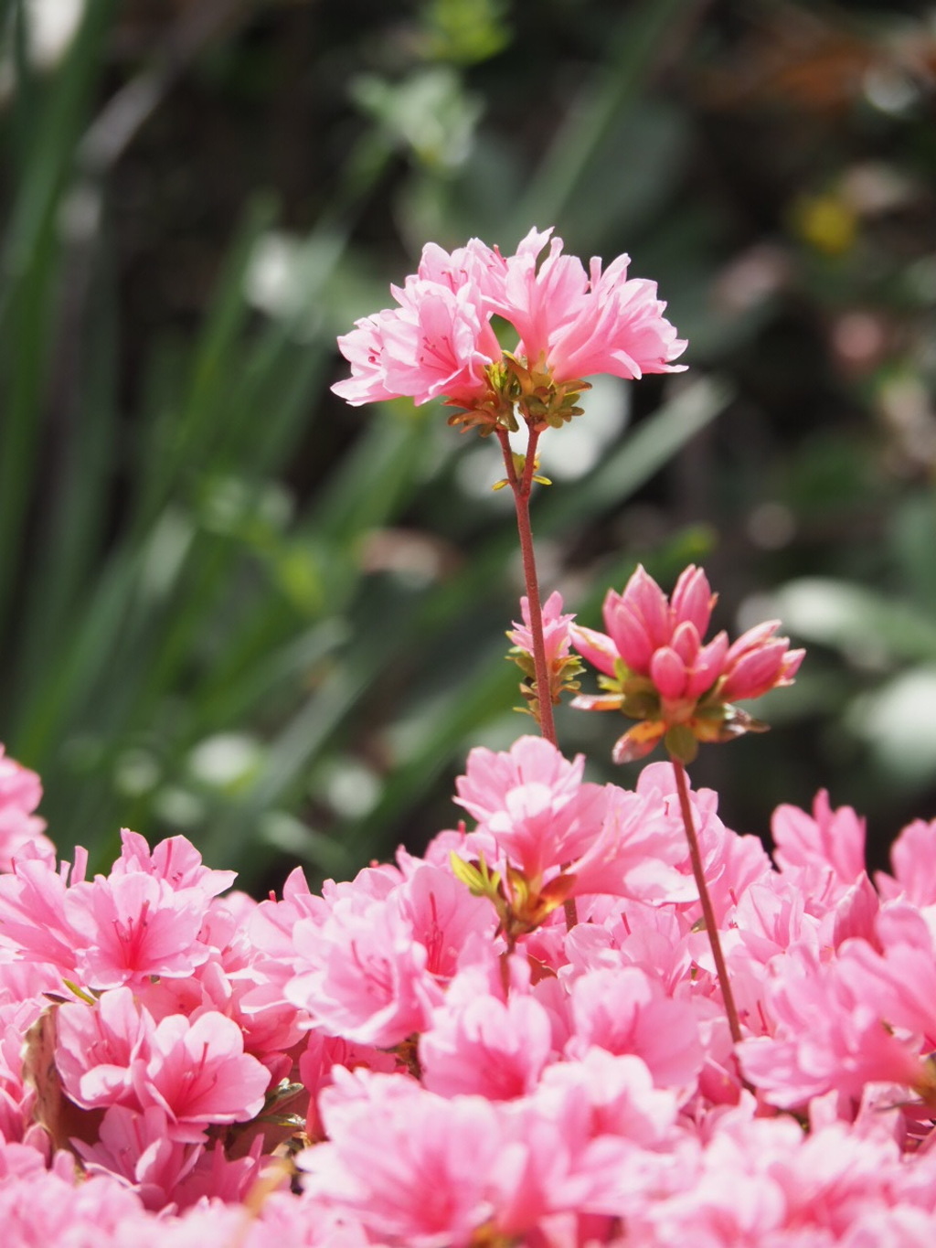 『つつじ、繚乱』