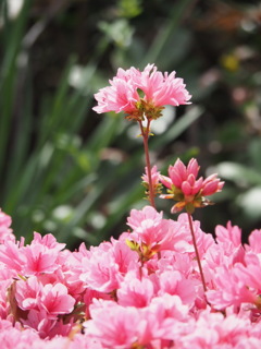 『つつじ、繚乱』