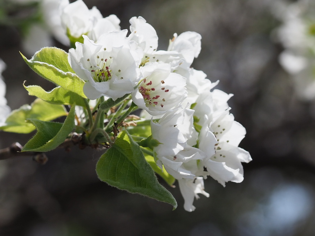 『清廉―ナシの花』
