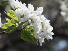 『清廉―ナシの花』