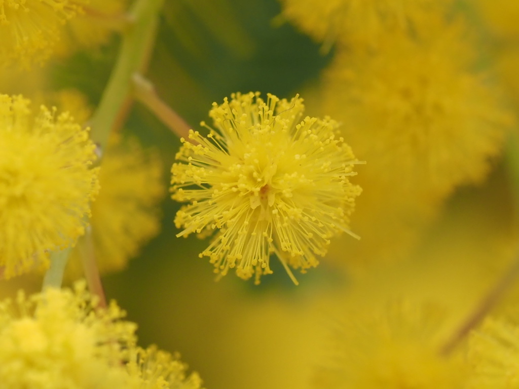 『ミモザ一輪』