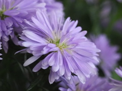 『美しきアスター』