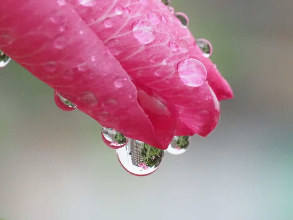『梅雨入り』